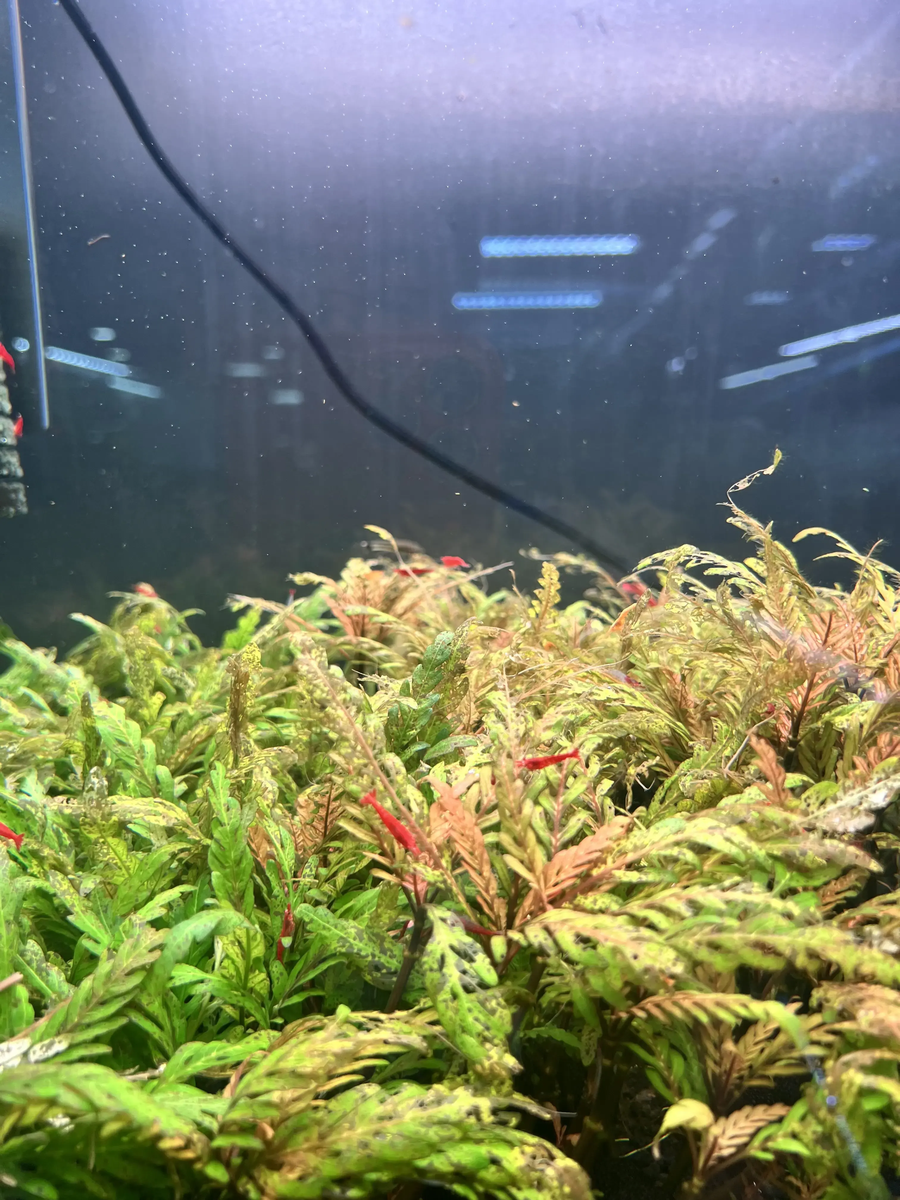 Macronutrients vs Micronutrients