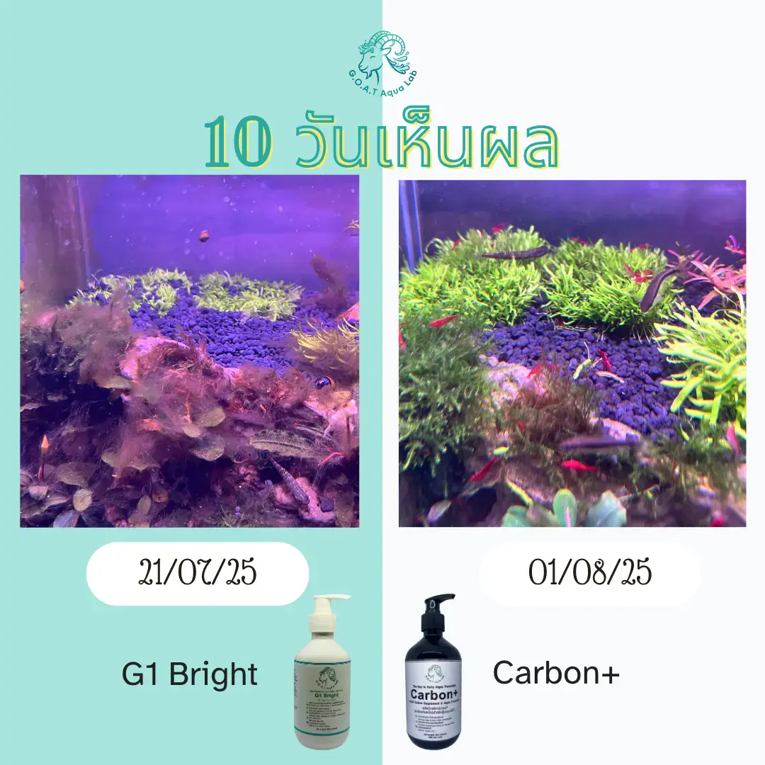 ผลก่อน-หลังตู้ไม้น้ำ 10 วัน ใช้ Carbon+ กับระบบ G1 ตะไคร่ลดและพืชฟื้นในตู้เขตร้อน