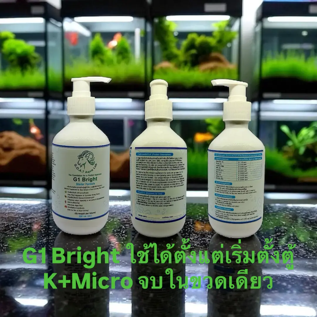 มุมมองตู้ไม้น้ำบรรยากาศธรรมชาติ เลี้ยงในเมืองร้อนพร้อมระบบปุ๋ยครบระยะ