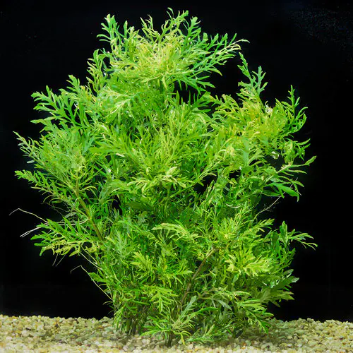 Plant Profile: Amazon Sword ไม้ใบใหญ่ทรงพลัง ปลูกอย่างไรให้โตเร็ว