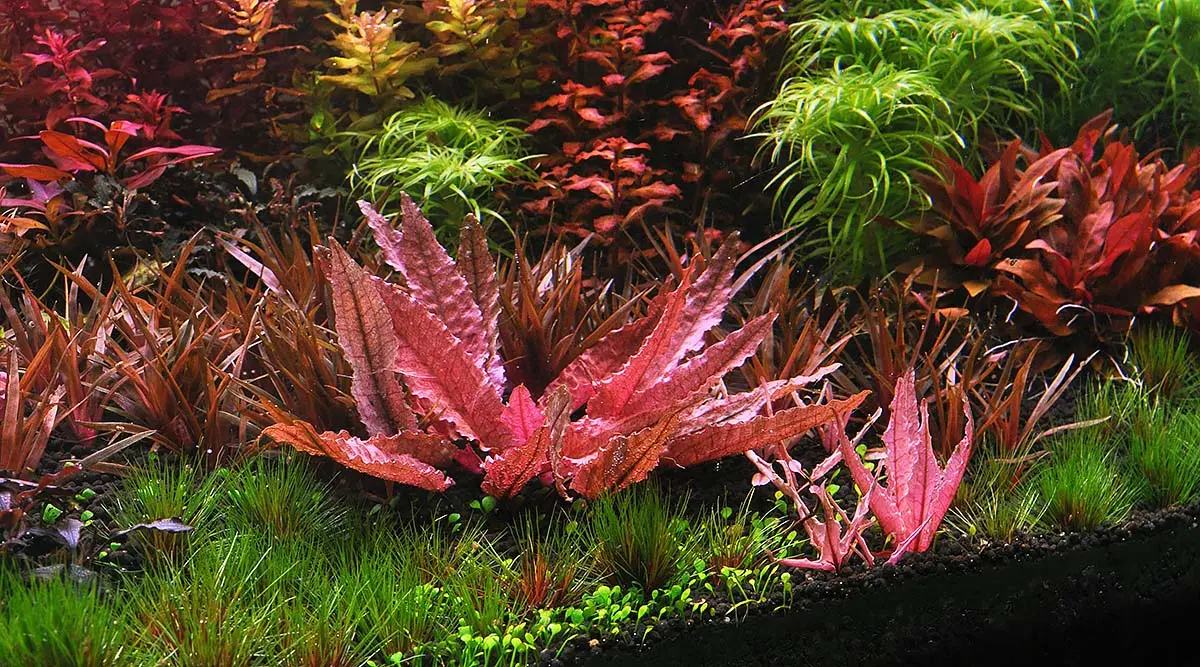 Plant Profile: Cryptocoryne ปรับตัวช้าแต่มั่นคง เลี้ยงอย่างไรให้ไม่ละลาย