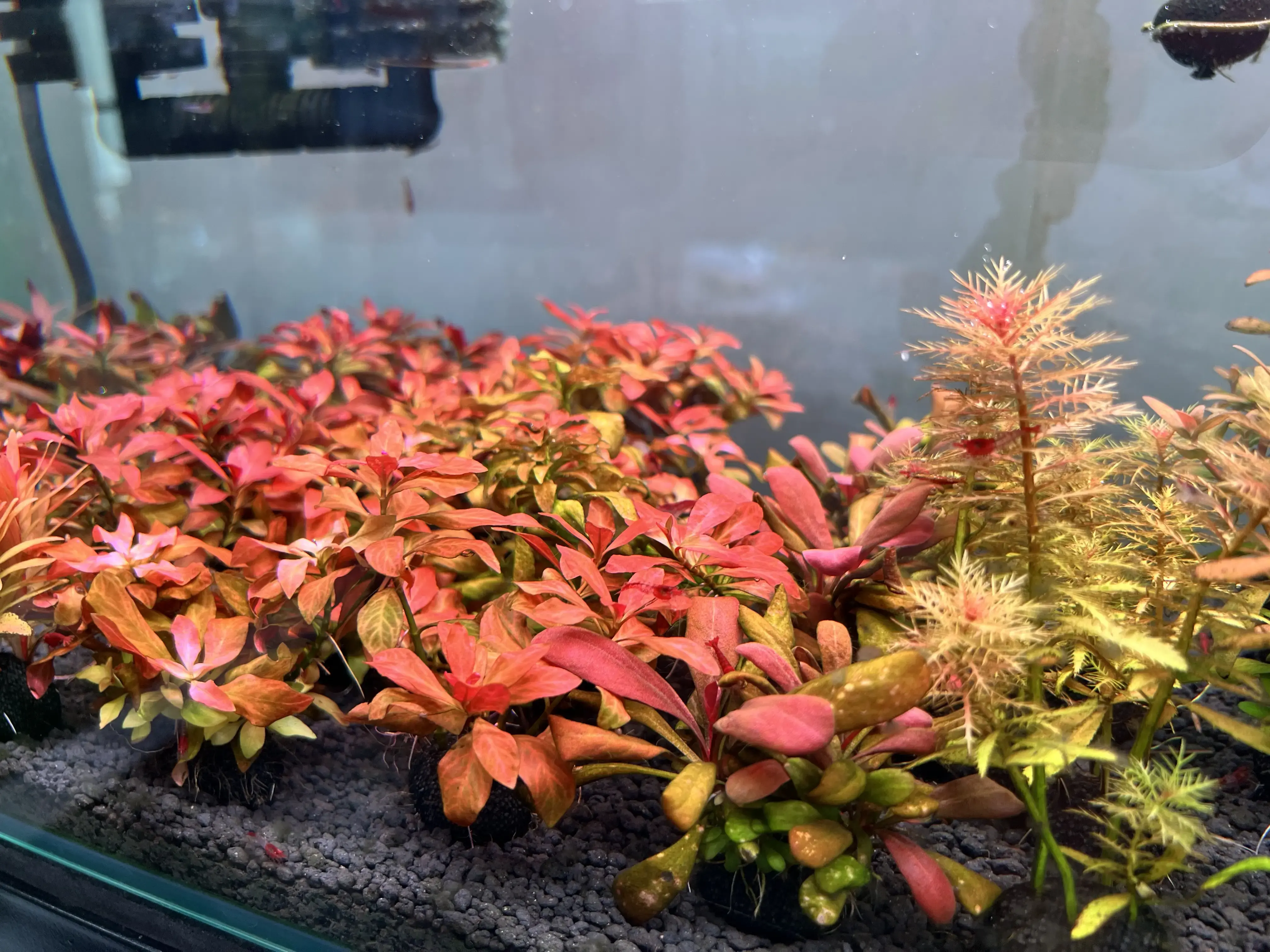 Christmas Moss ทรงคริสต์มาสให้สวยเป๊ะ: เทคนิคติดทรง ลดยืด และคุมตะไคร่