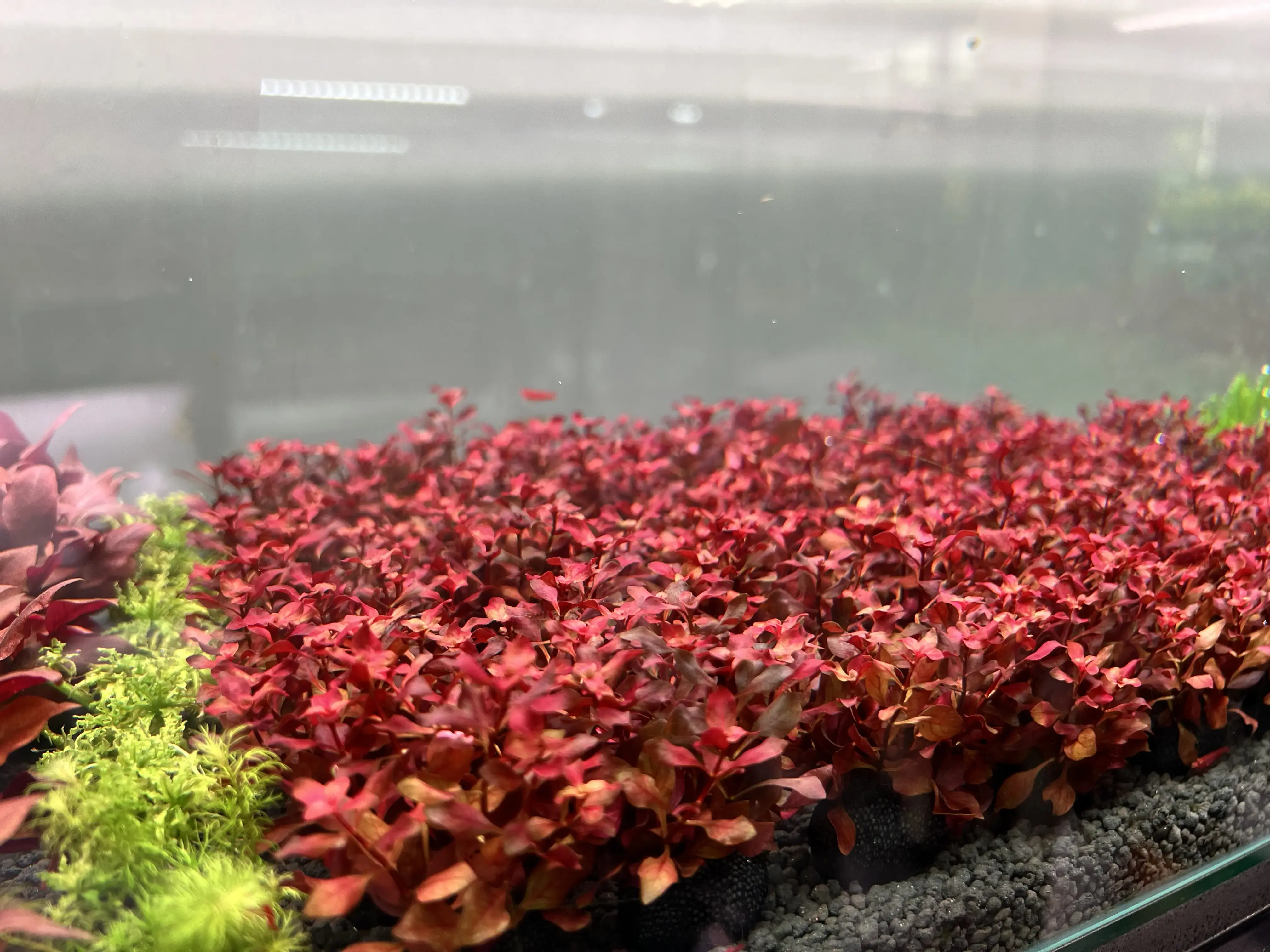 Flame Moss ไฟลุกพริ้วสวย: ทำทรงตั้งพุ่ง คุมความหนา และดูแลให้ยาวนาน