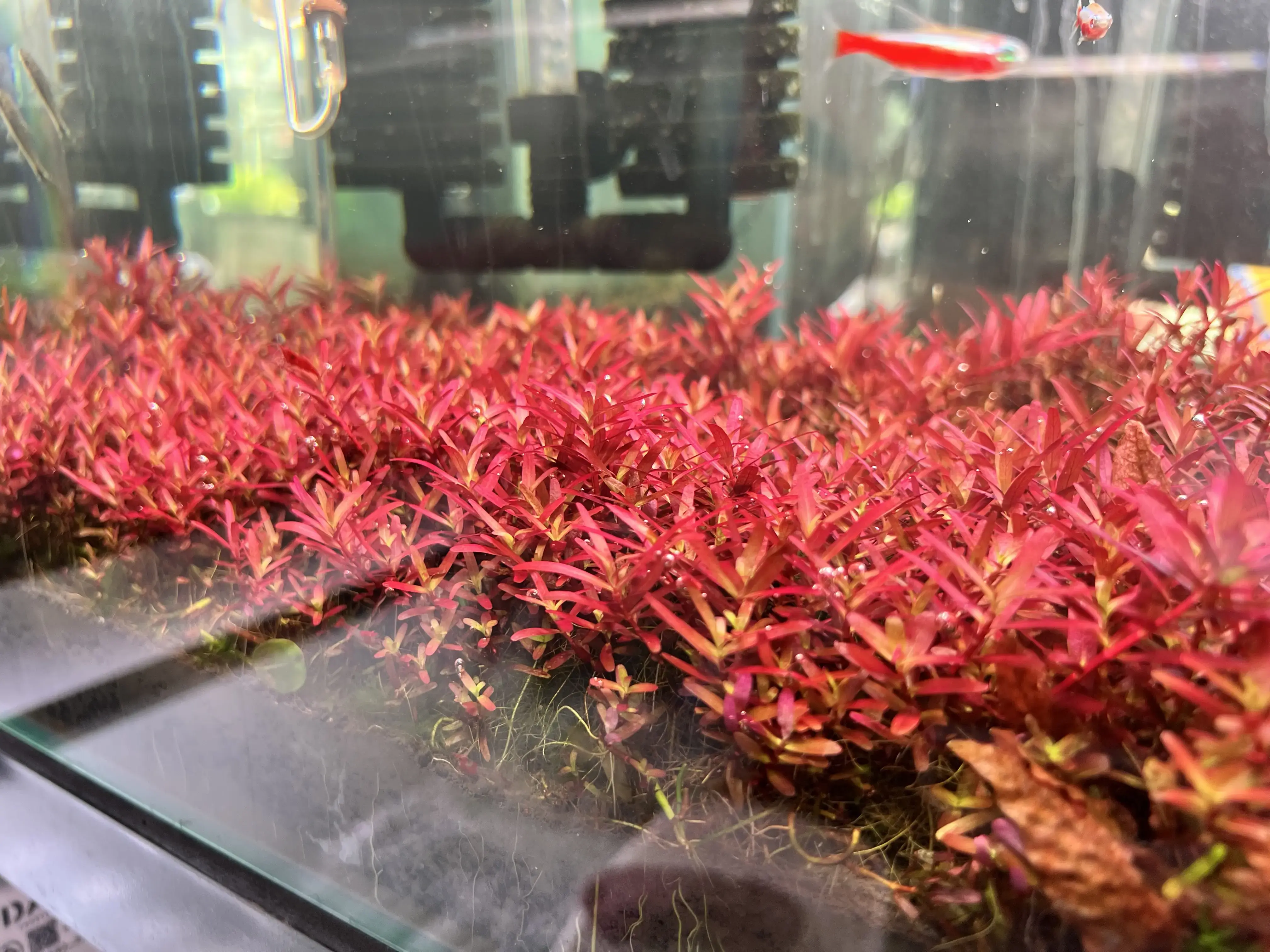 วิธีกำจัดตะไคร่ขนดำ (Black Brush Algae) อย่างถาวร