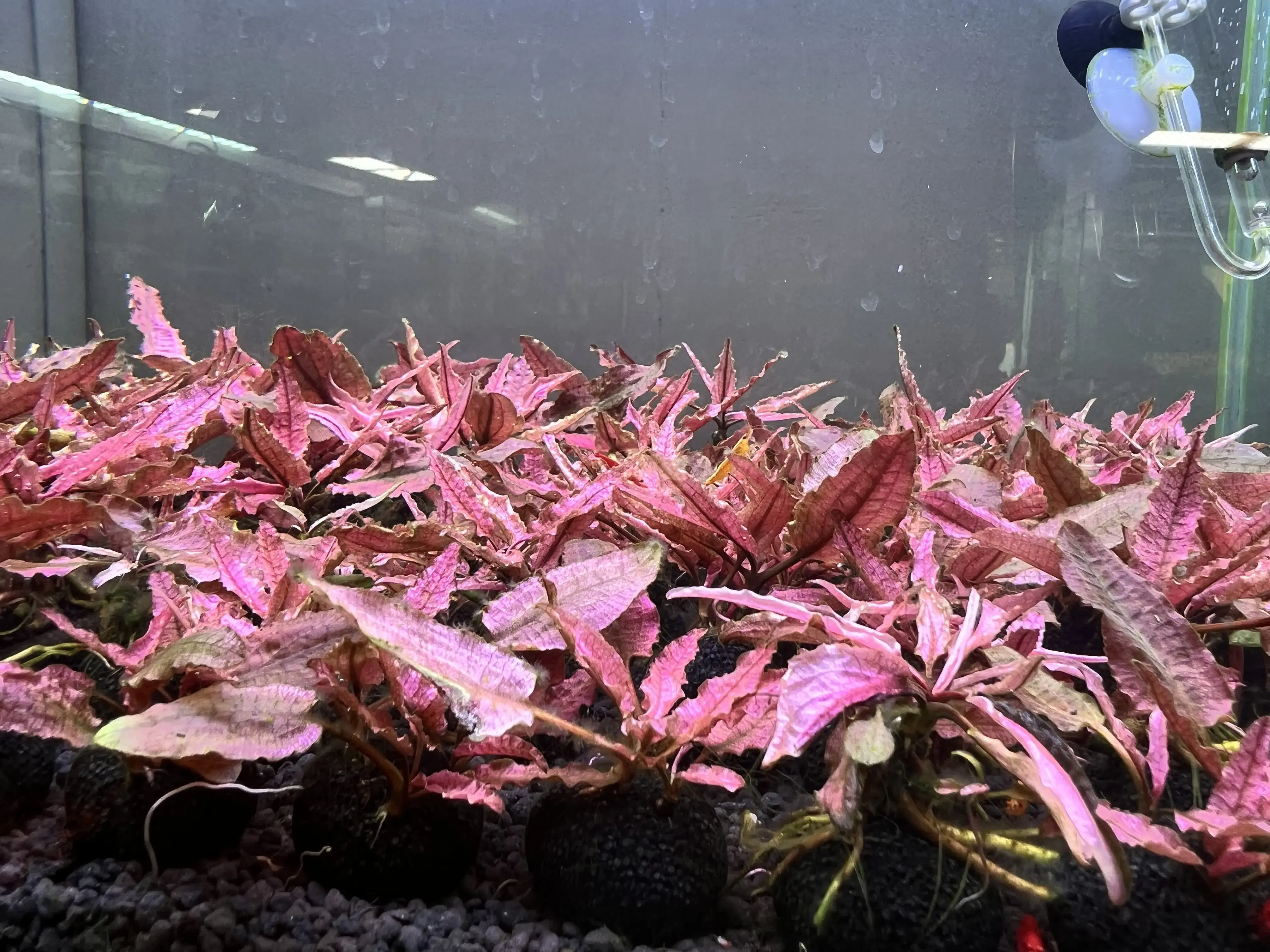 วิธีกำจัดตะไคร่น้ำตาล (Brown Algae) ในตู้ไม้น้ำ