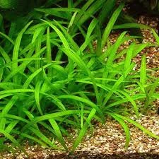 Plant Profile: หญ้าซาจิ (Sagittaria) ไม้ใบยาวสวยงาม เลี้ยงง่ายโตเร็ว