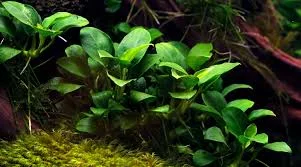 Plant Profile: Anubias Nana ไม้ใบเล็กเลี้ยงง่าย เหมาะมือใหม่ ปลูกอย่างไรให้สวย