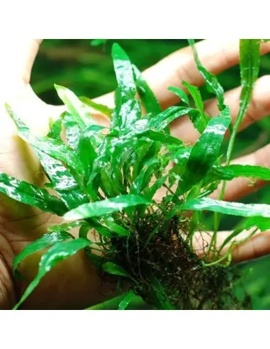 Plant Profile: Java Fern ไม้ใบแคบแข็งแรง เลี้ยงง่ายไม่ต้องการดิน